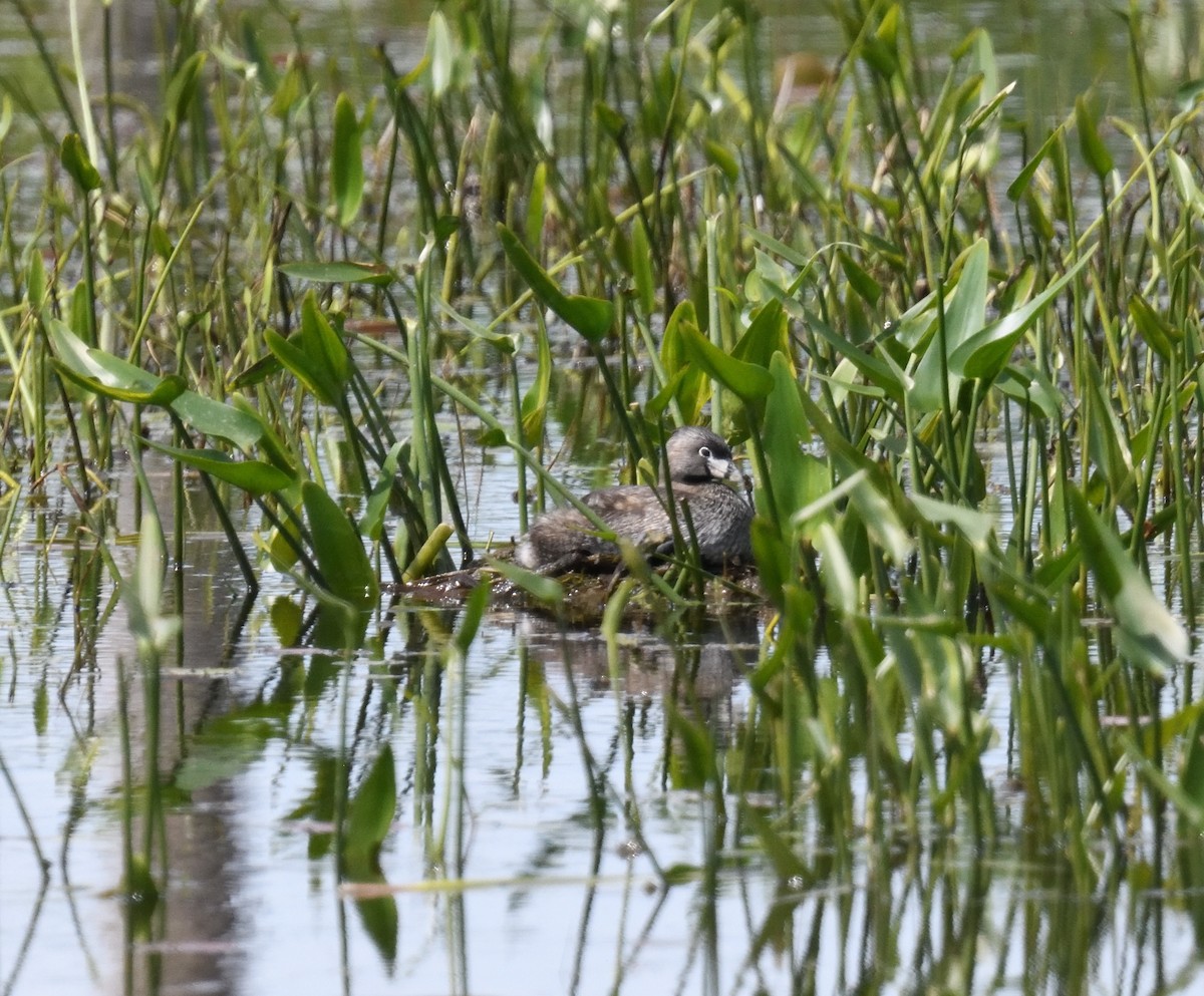 Pied-billed Grebe - FELIX-MARIE AFFA'A