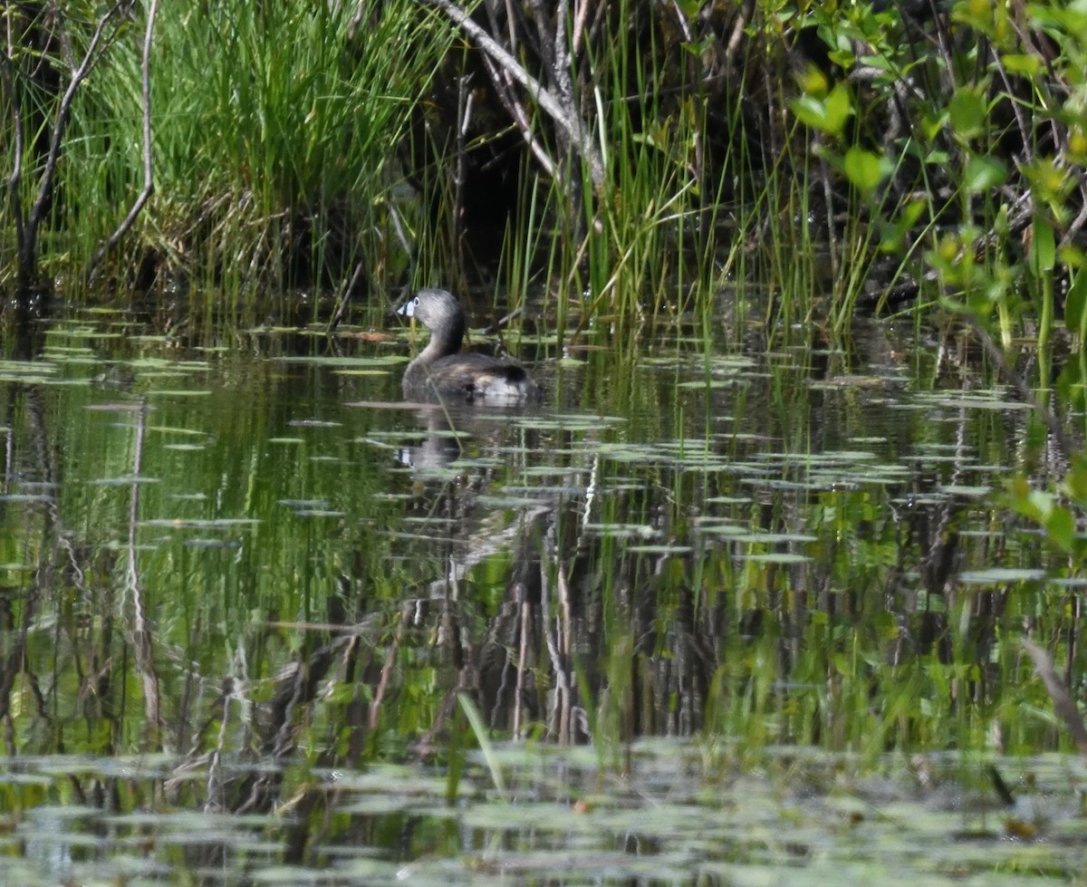 Pied-billed Grebe - FELIX-MARIE AFFA'A