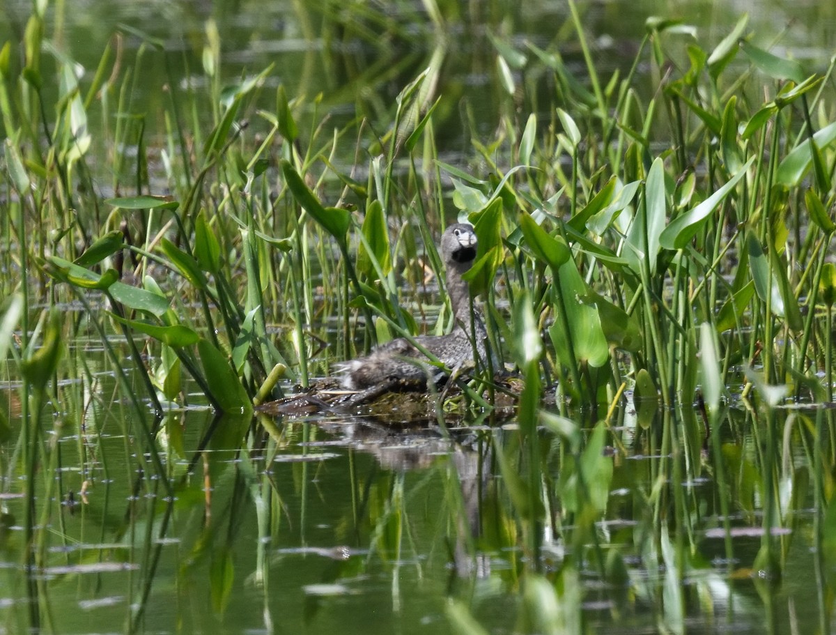 Pied-billed Grebe - FELIX-MARIE AFFA'A