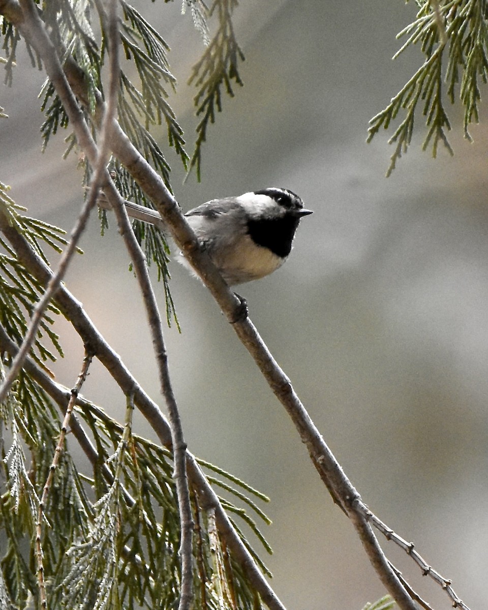 Mountain Chickadee - Julie Doerr