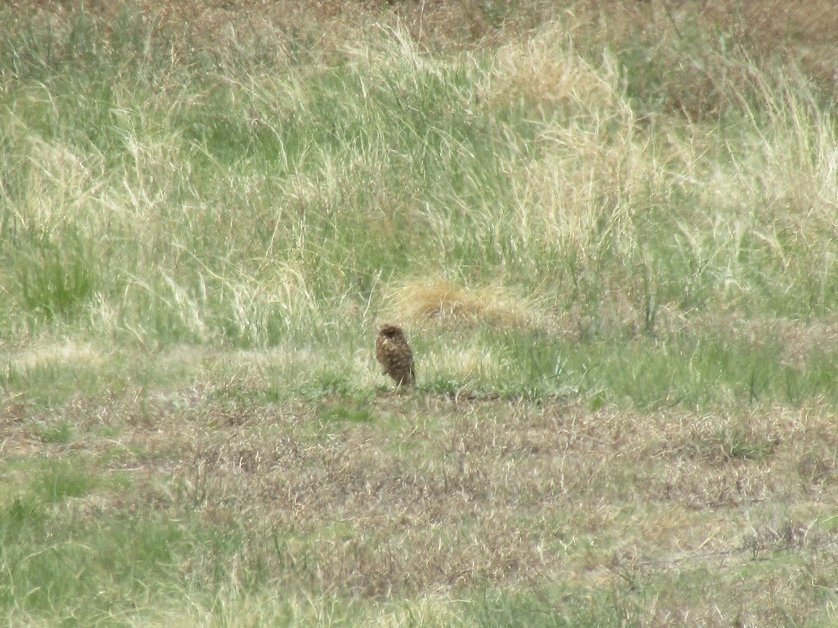 Burrowing Owl - Cody Robinson