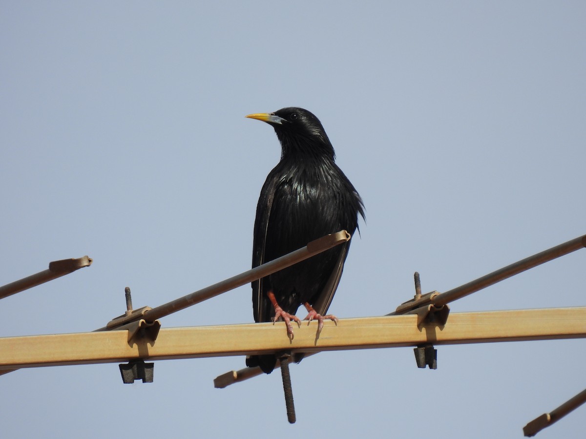 Spotless Starling - Miguel Ángel  Pardo Baeza