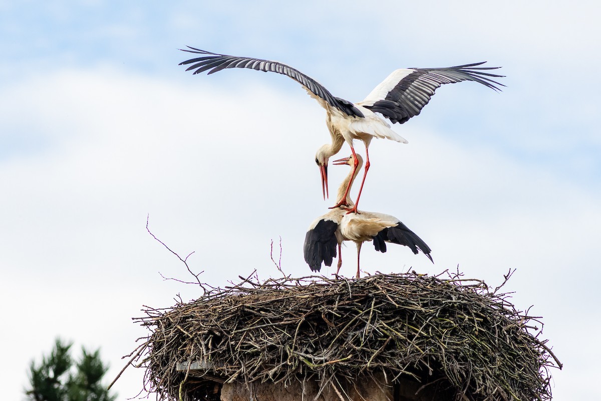 White Stork - Gabi Uhrova