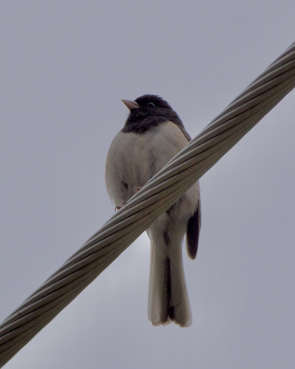 Dark-eyed Junco (Oregon) - Julie Doerr