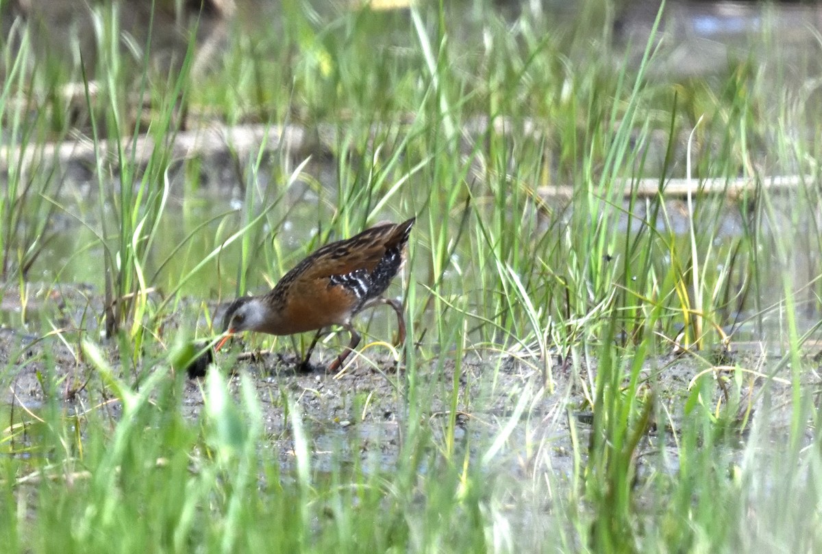 Virginia Rail - FELIX-MARIE AFFA'A