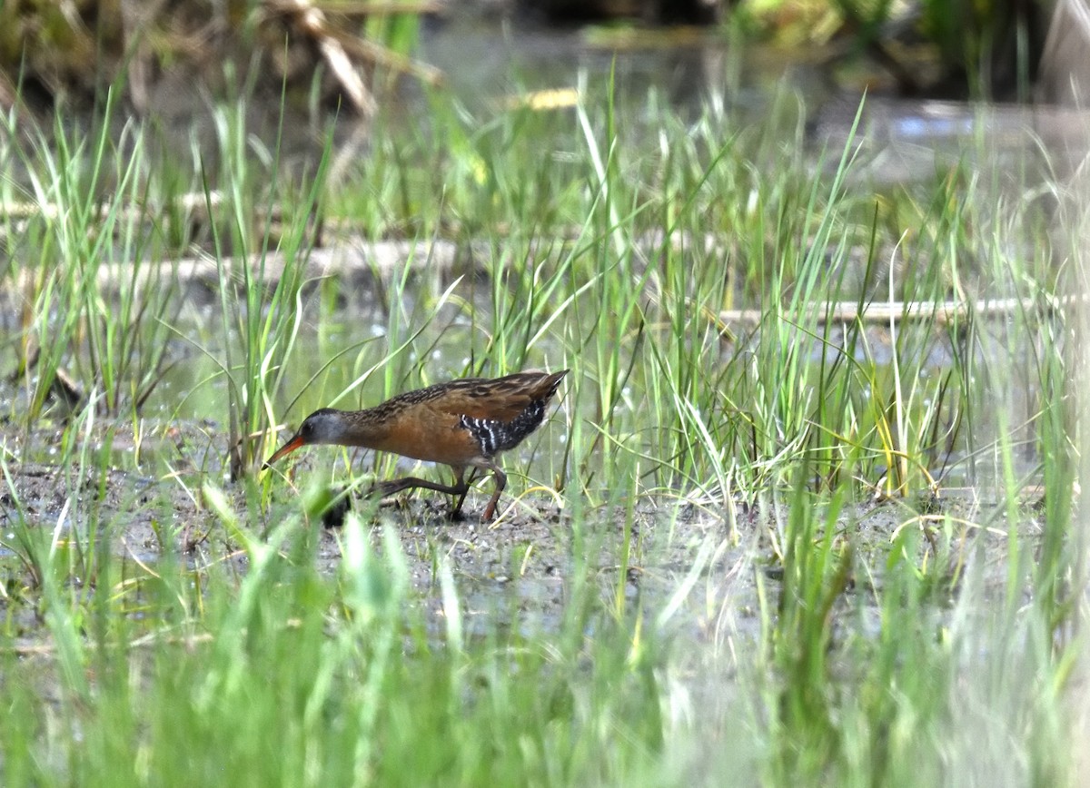 Virginia Rail - FELIX-MARIE AFFA'A