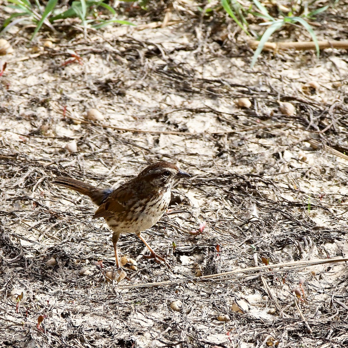 Song Sparrow - Julie Doerr