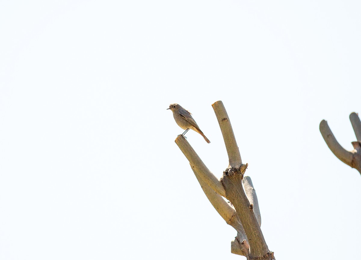 Black Redstart - Ali COBANOGLU