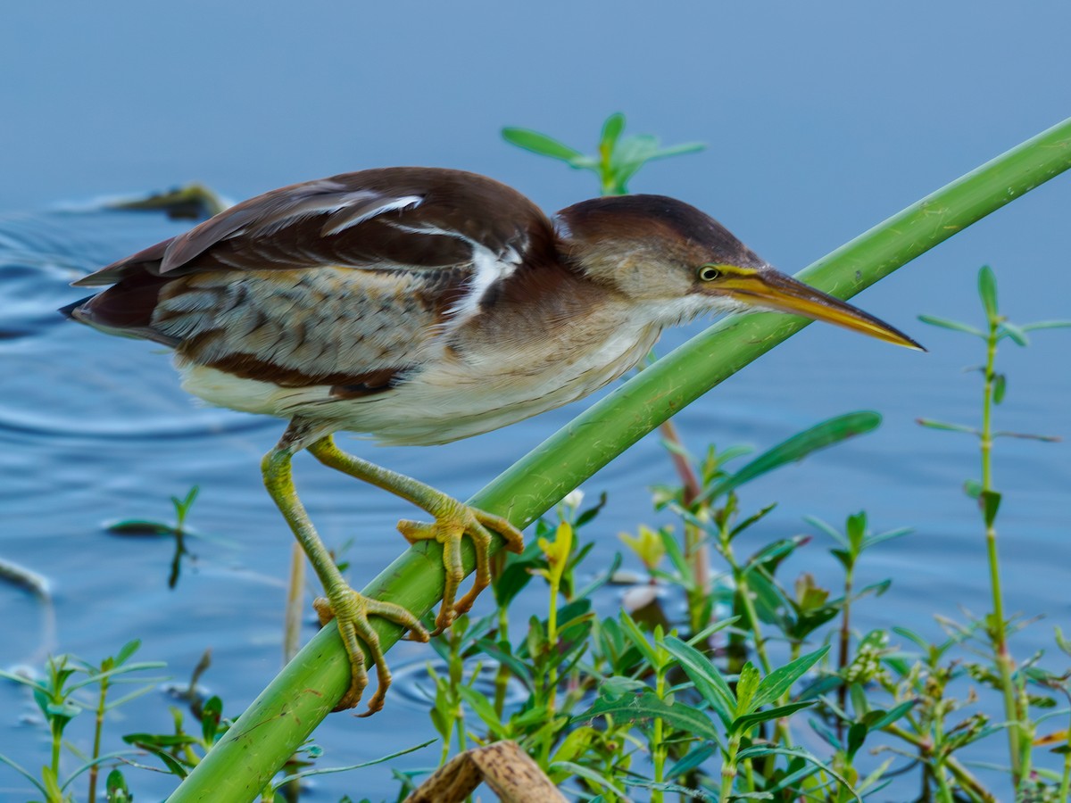 Least Bittern - Rick Davis