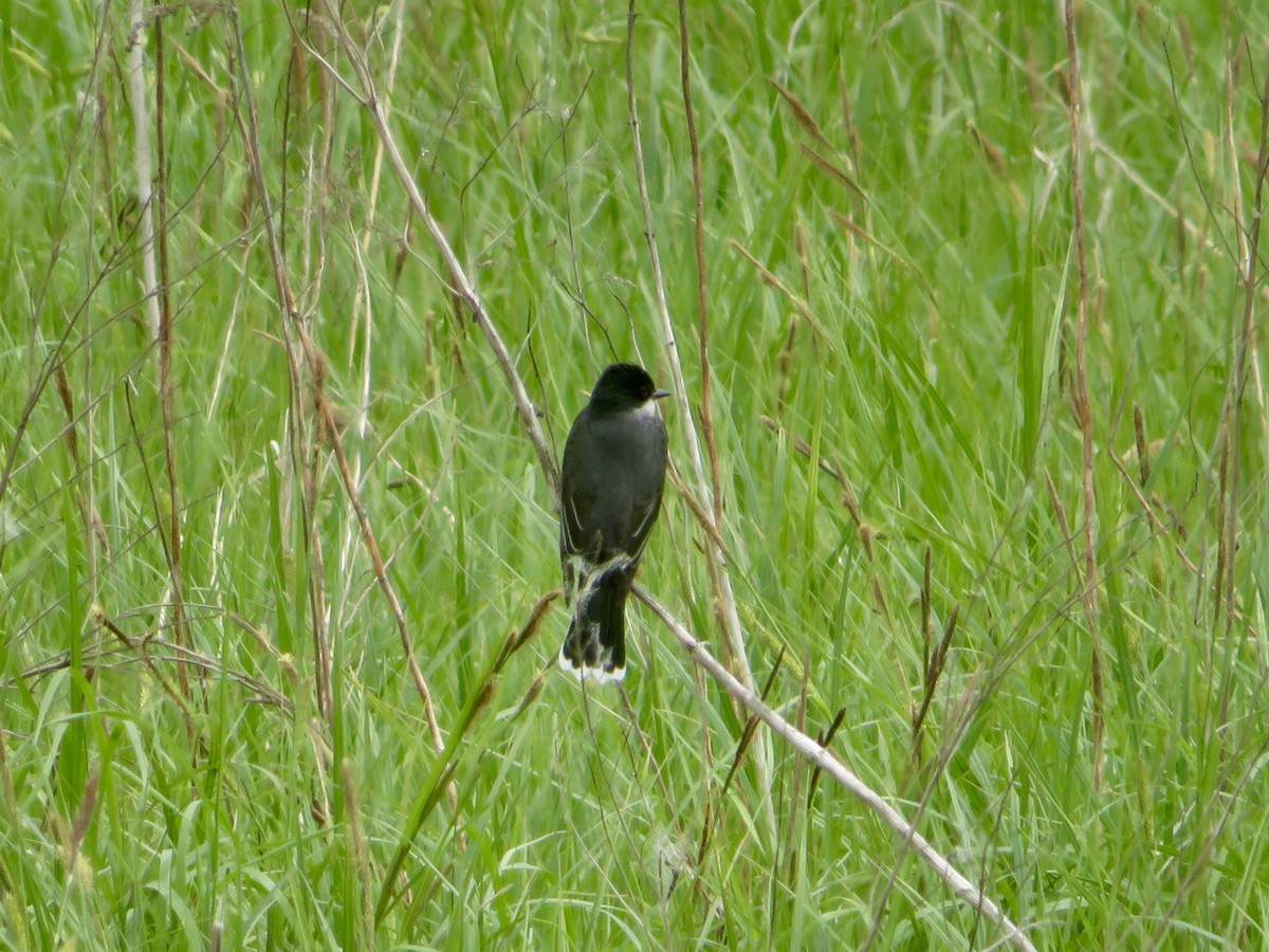 Eastern Kingbird - Christine Cote