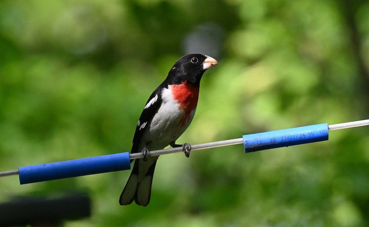 Rose-breasted Grosbeak - Tim Saylor