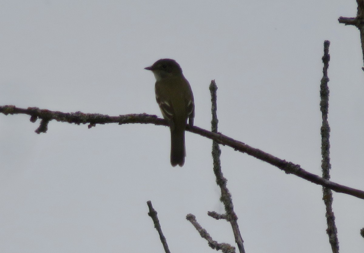 Alder Flycatcher - Christine Cote