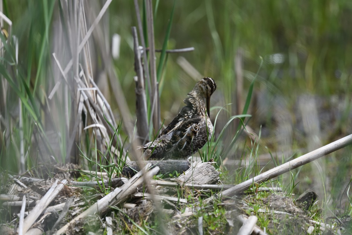 Wilson's Snipe - FELIX-MARIE AFFA'A