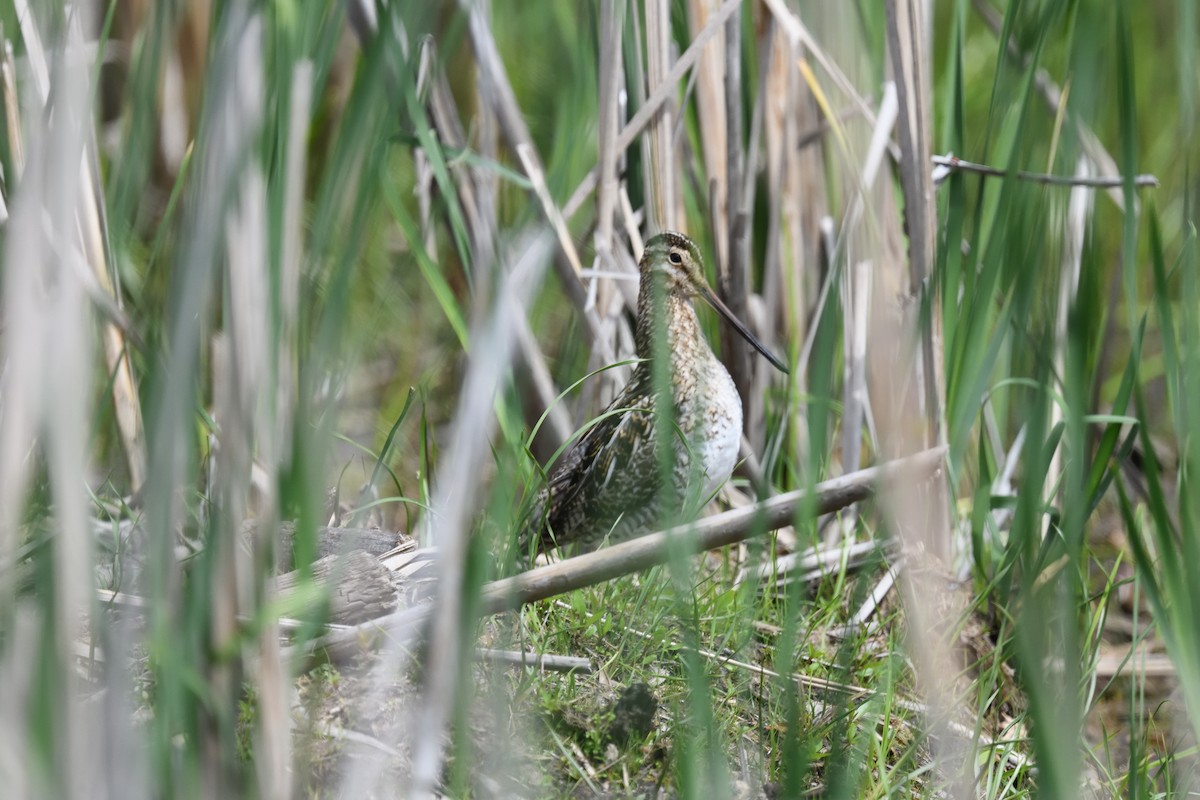 Wilson's Snipe - FELIX-MARIE AFFA'A