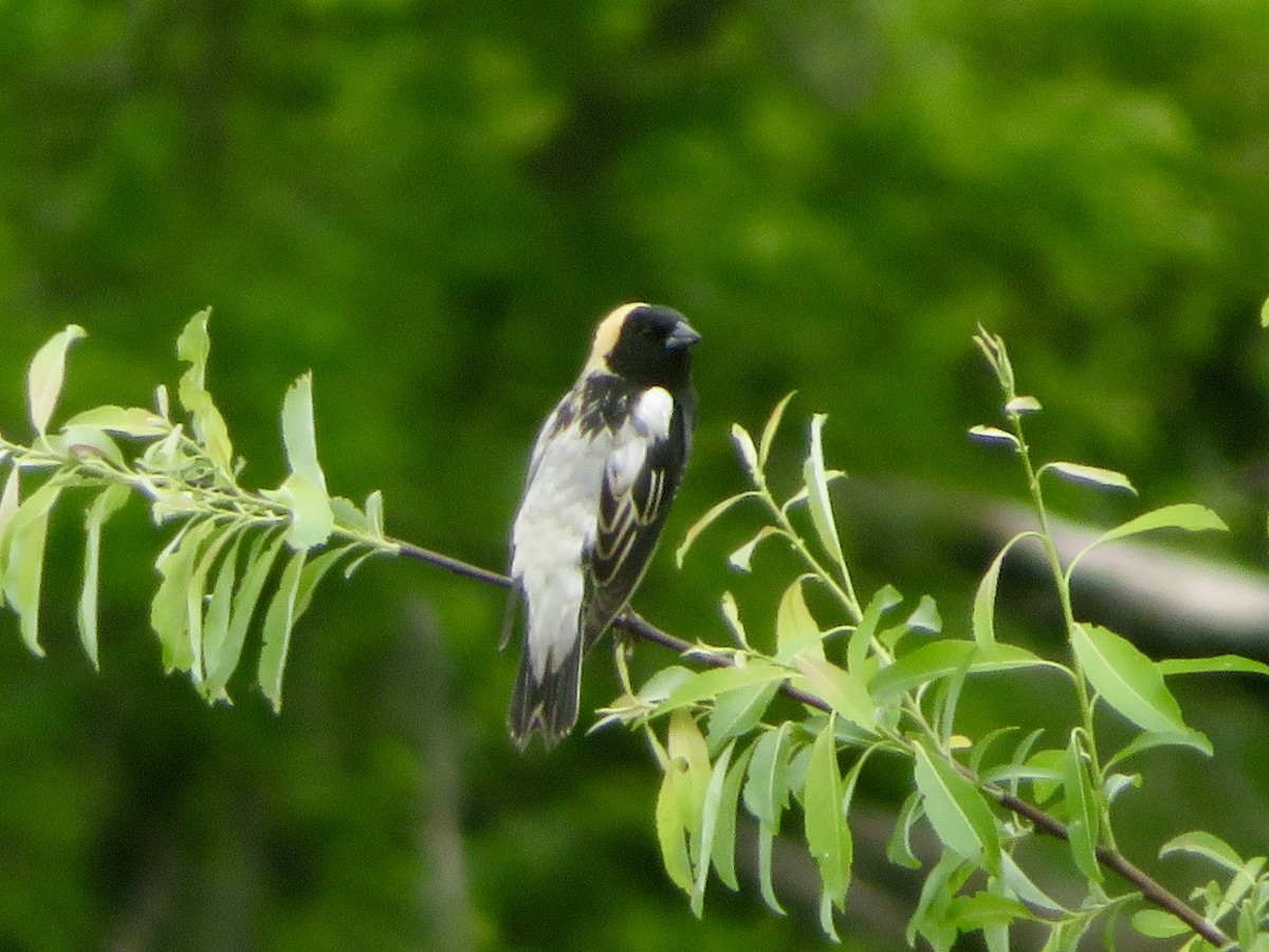 Bobolink - Christine Cote