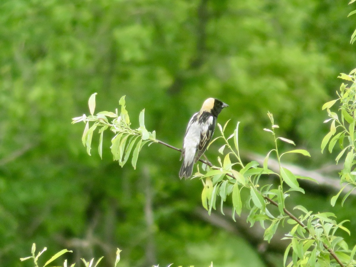 Bobolink - Christine Cote