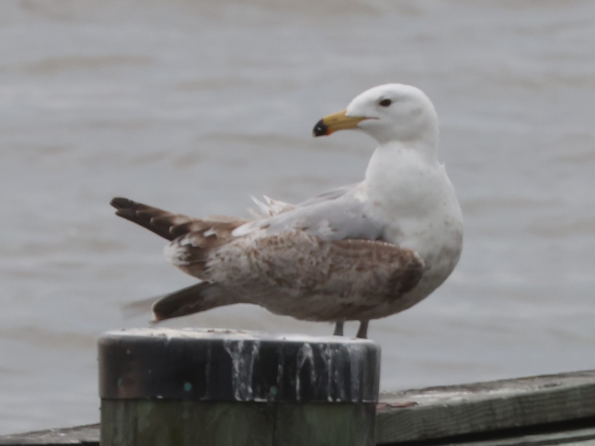 Herring Gull (American) - Jim Stasz