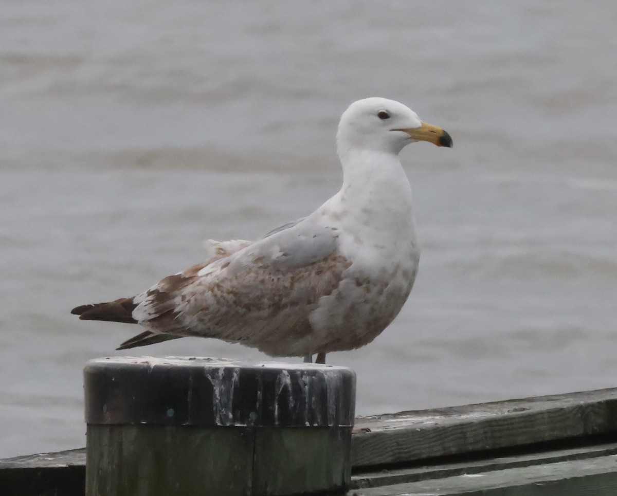 Herring Gull (American) - Jim Stasz