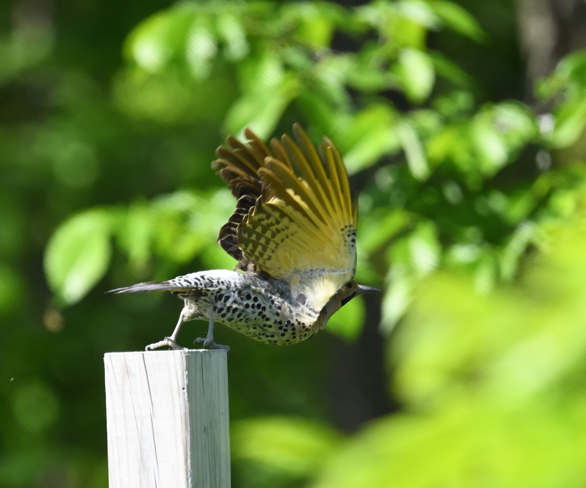 Northern Flicker - FELIX-MARIE AFFA'A