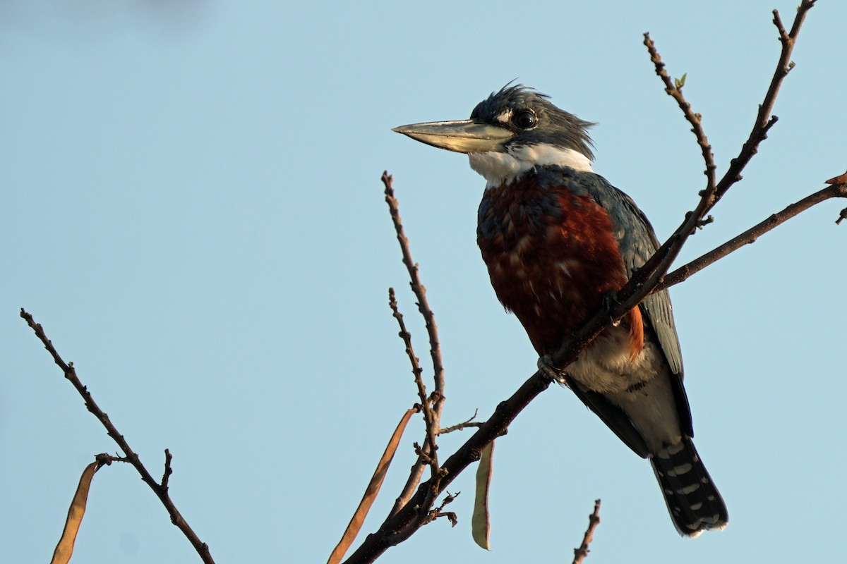 Ringed Kingfisher - Kenny Frisch