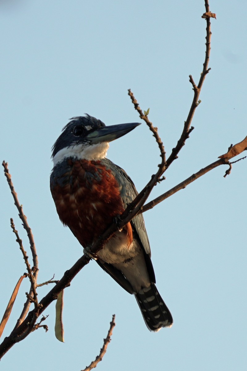 Ringed Kingfisher - Kenny Frisch