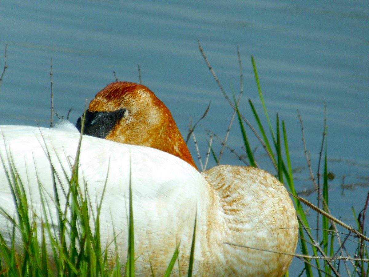 Trumpeter Swan - ami horowitz