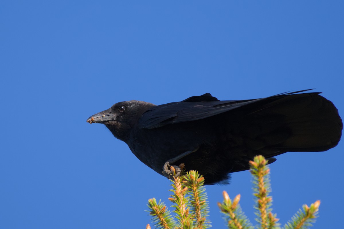 American Crow - ML619579559