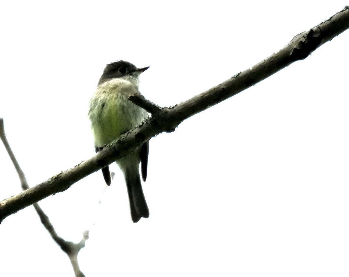 Least Flycatcher - FELIX-MARIE AFFA'A