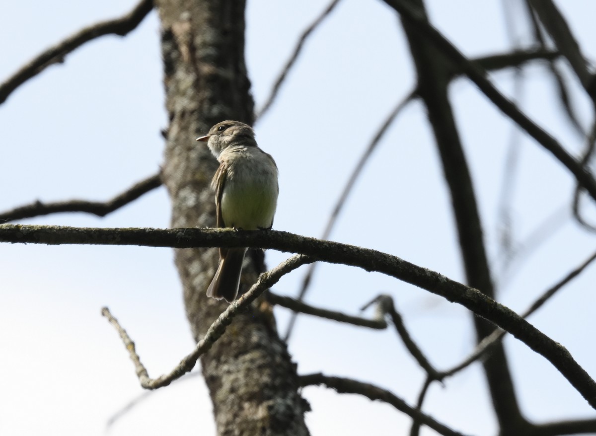 Least Flycatcher - FELIX-MARIE AFFA'A