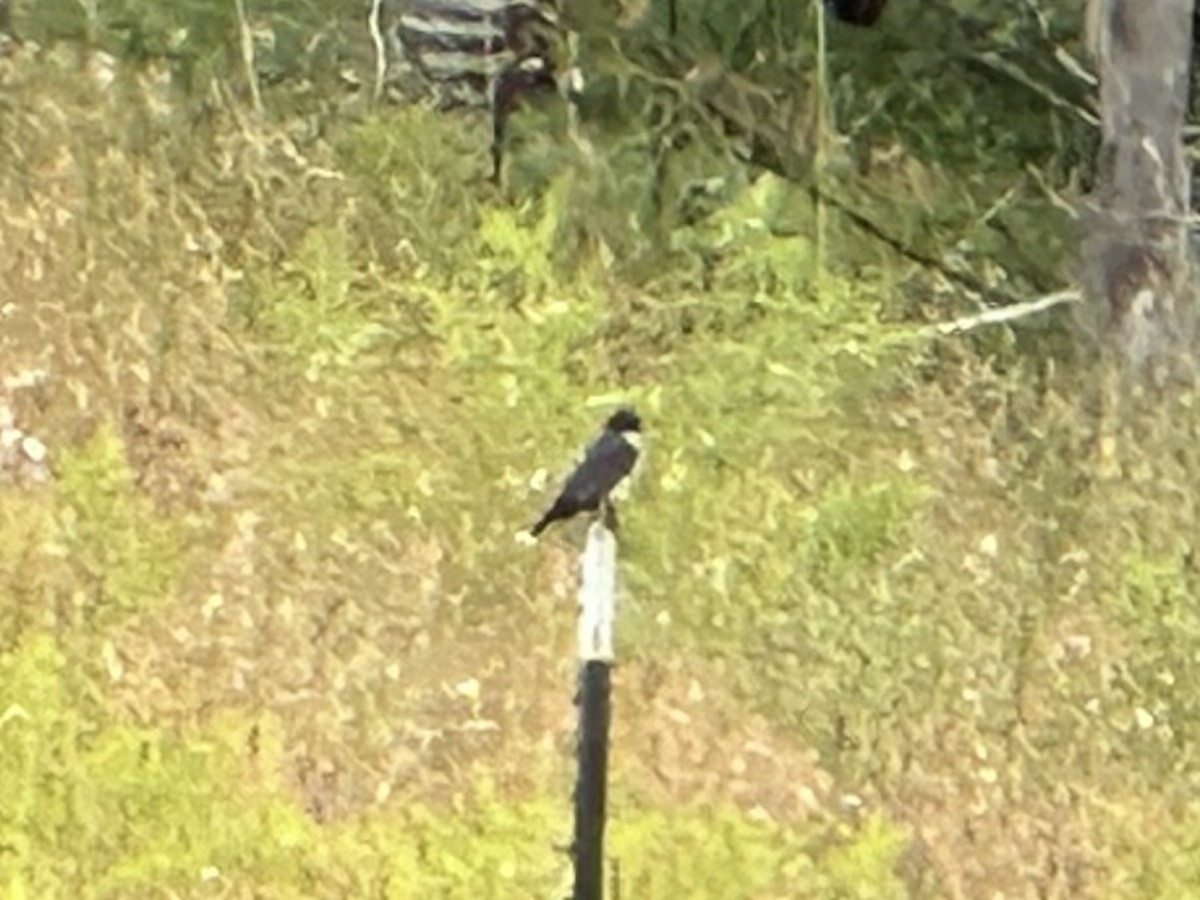 Eastern Kingbird - Lucas Brug