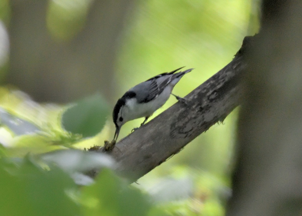 White-breasted Nuthatch - FELIX-MARIE AFFA'A