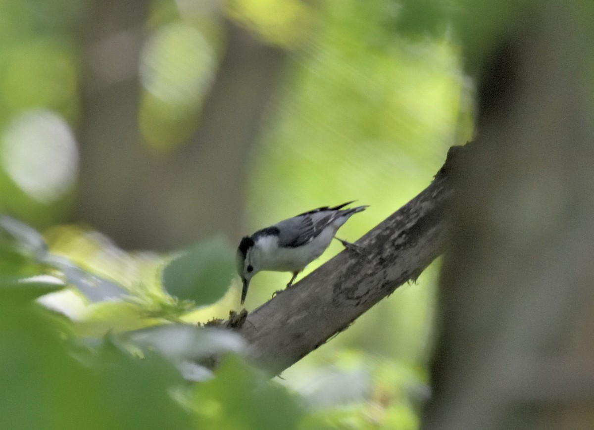 White-breasted Nuthatch - FELIX-MARIE AFFA'A