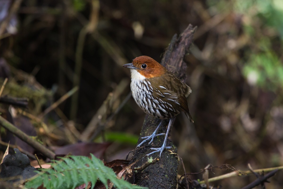 Chestnut-crowned Antpitta - Brian Healy