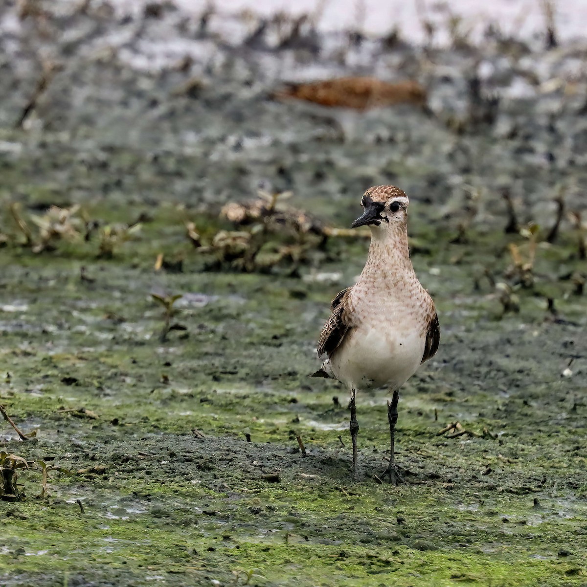 American Golden-Plover - Sylvie Nadeau Gneckow