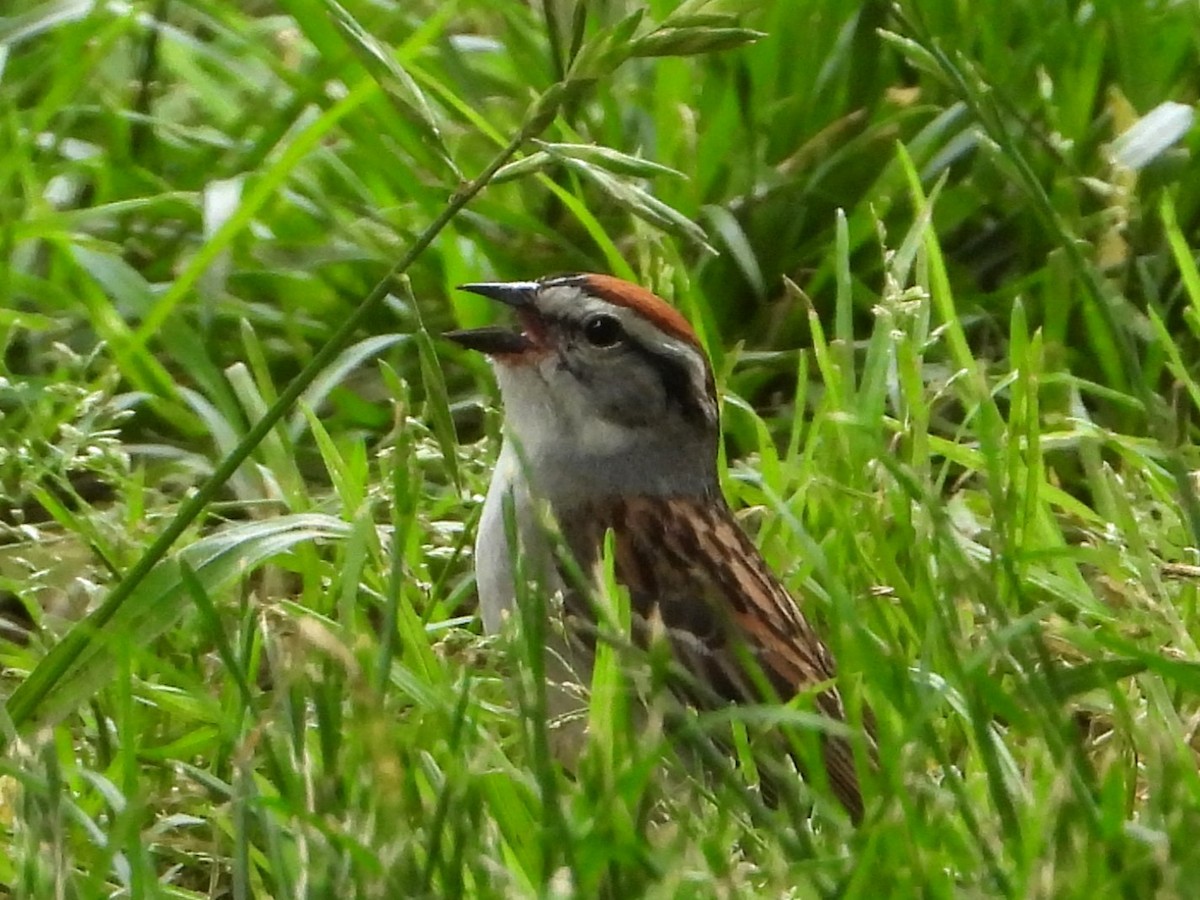 Chipping Sparrow - Mike Cianciosi