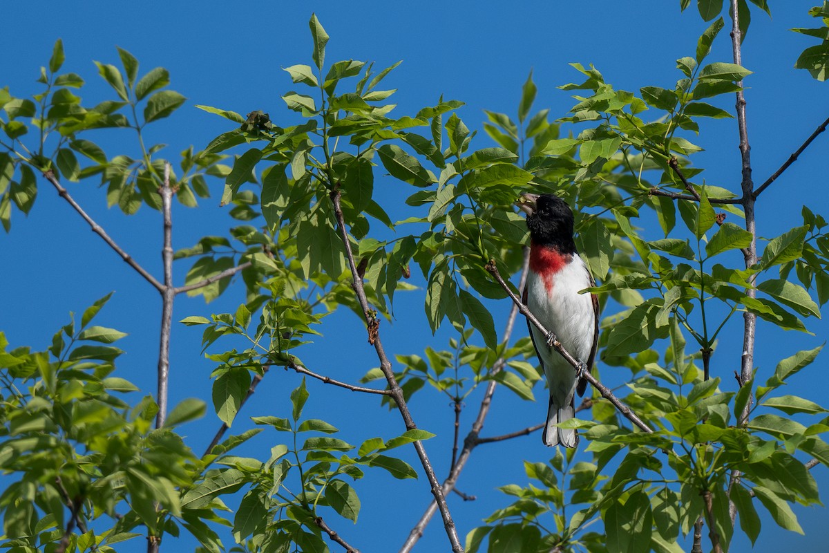 Rose-breasted Grosbeak - ML619579597