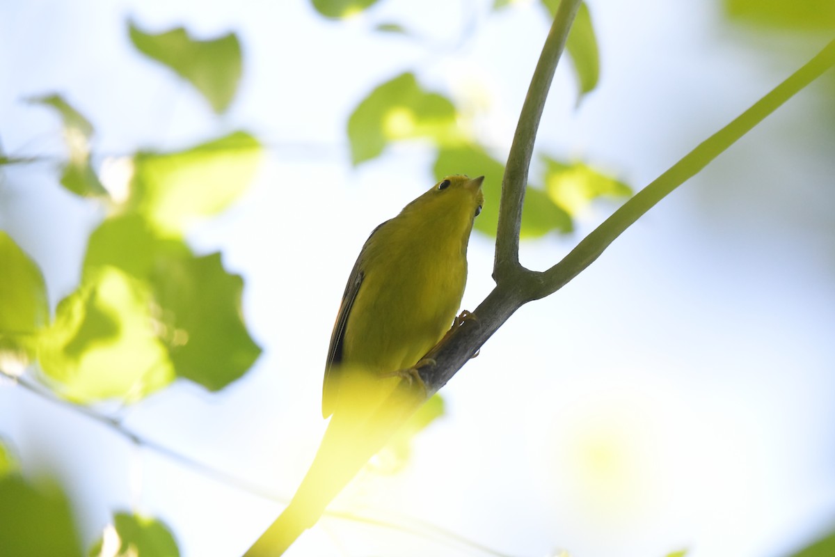 Wilson's Warbler - Igor Kabic