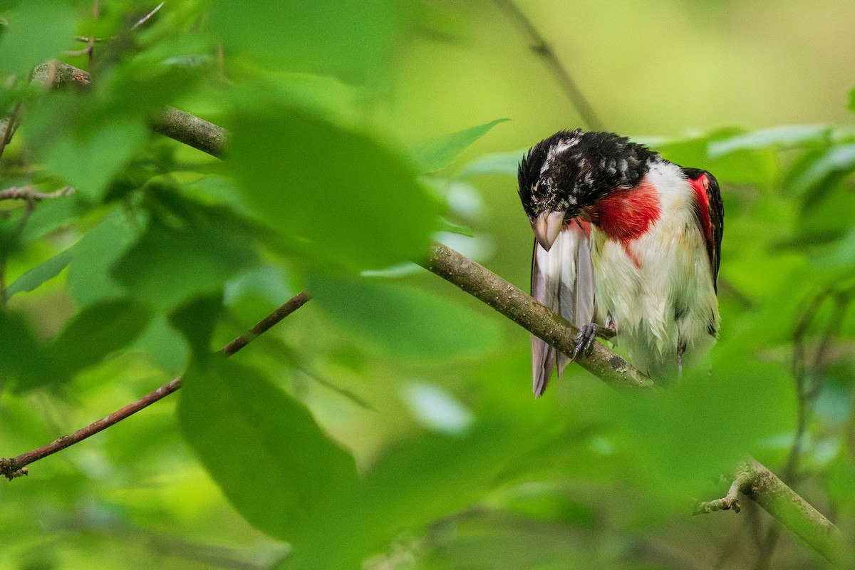 Rose-breasted Grosbeak - ML619579604