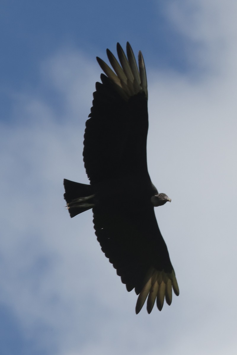 Black Vulture - Jim Stasz