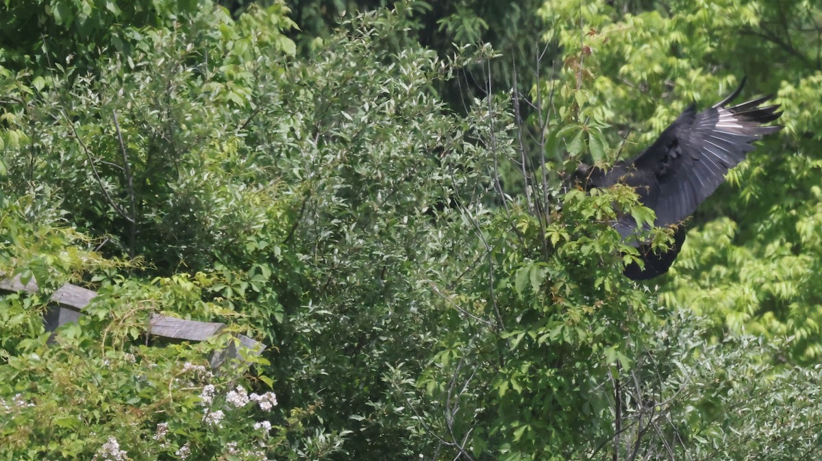 Black Vulture - Jim Stasz