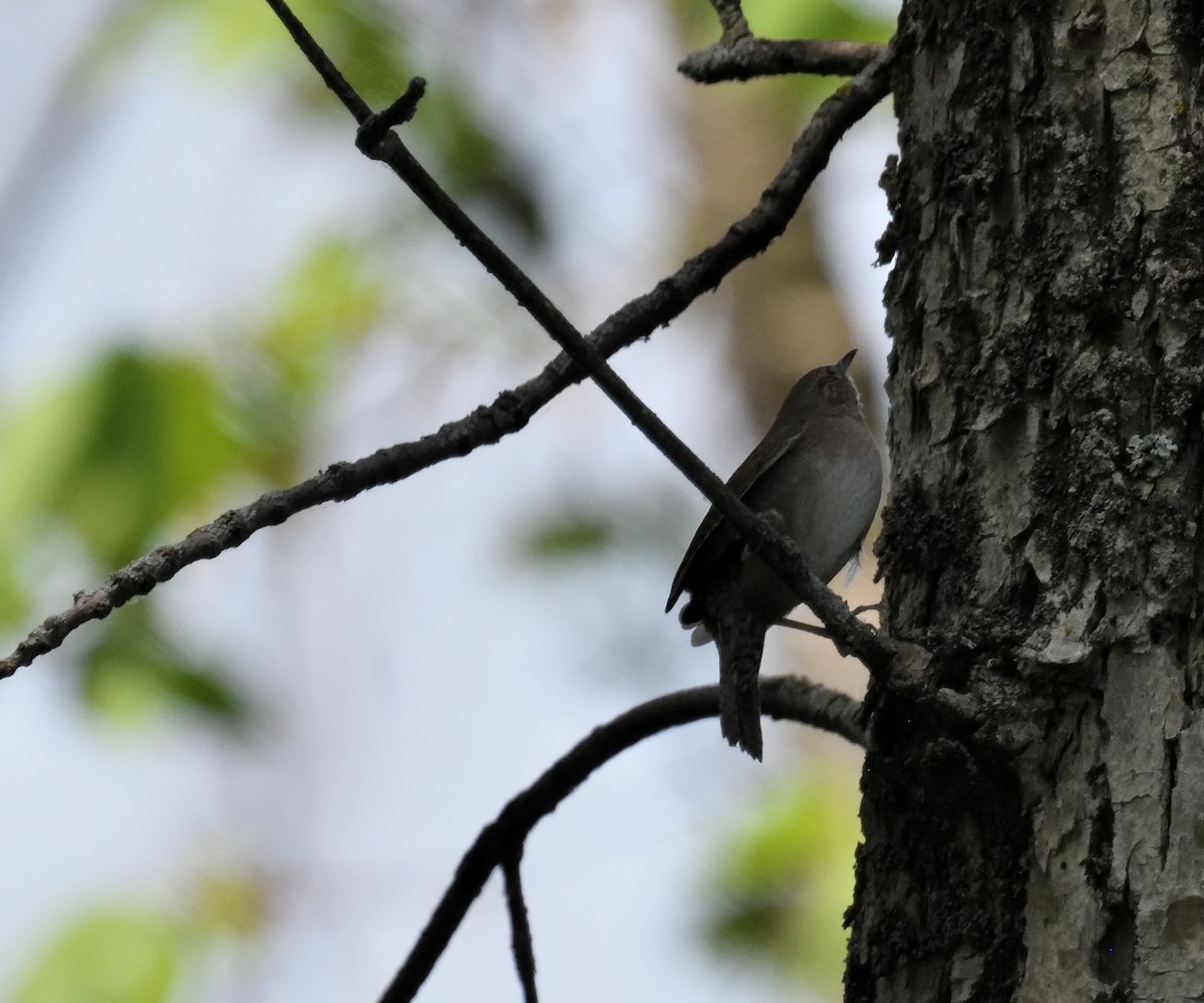 House Wren - FELIX-MARIE AFFA'A