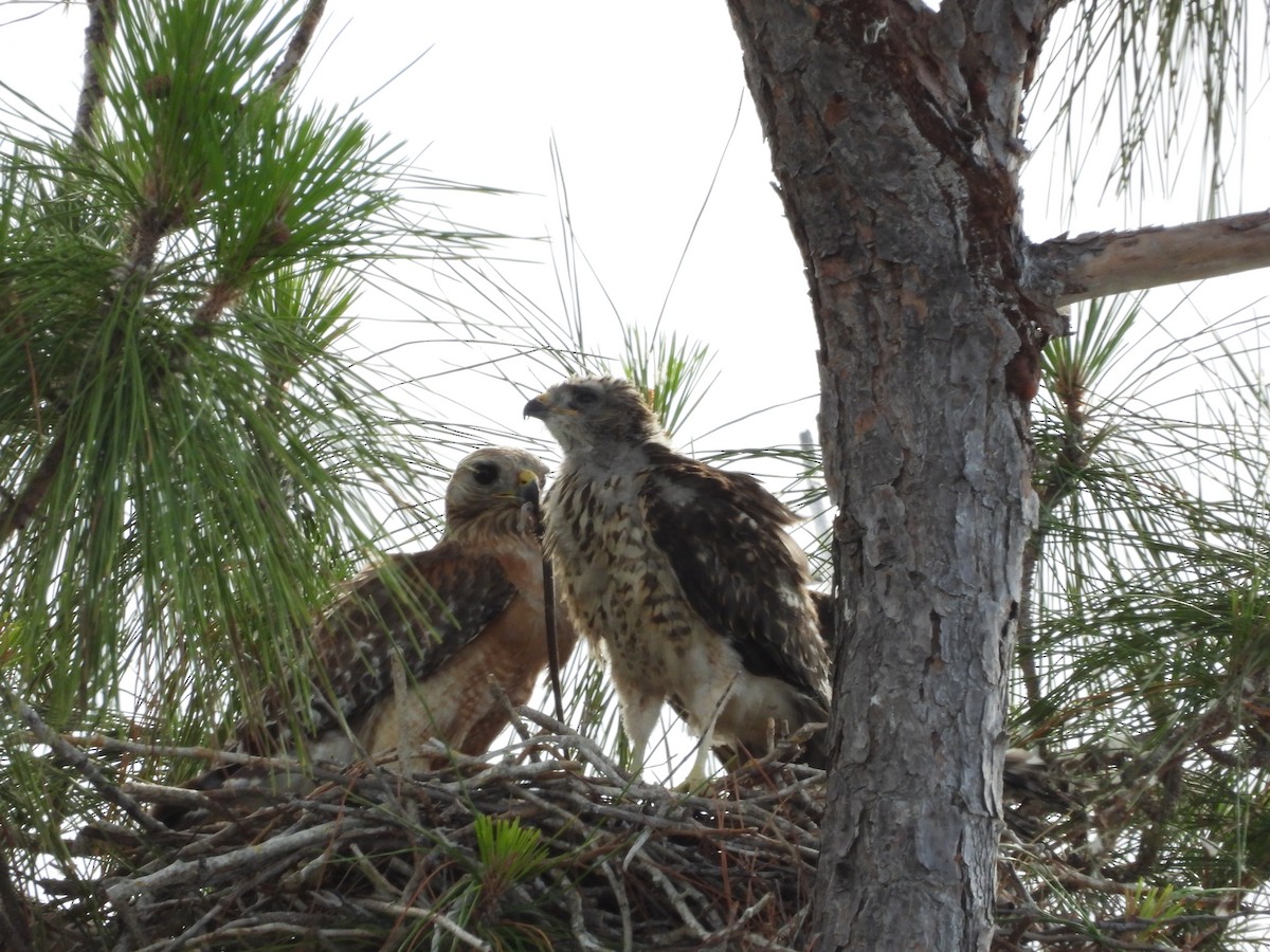 Red-shouldered Hawk - Amy Grimm