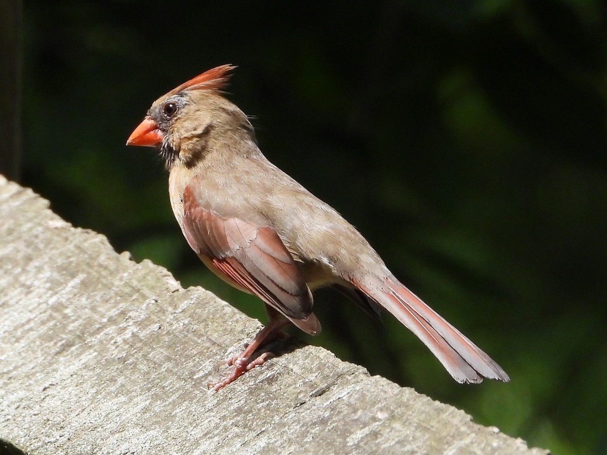 Northern Cardinal - Mike Cianciosi