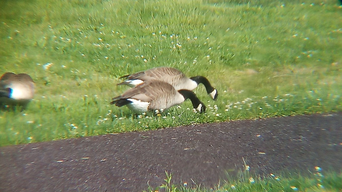 Canada Goose - Ade Ben-Sal.