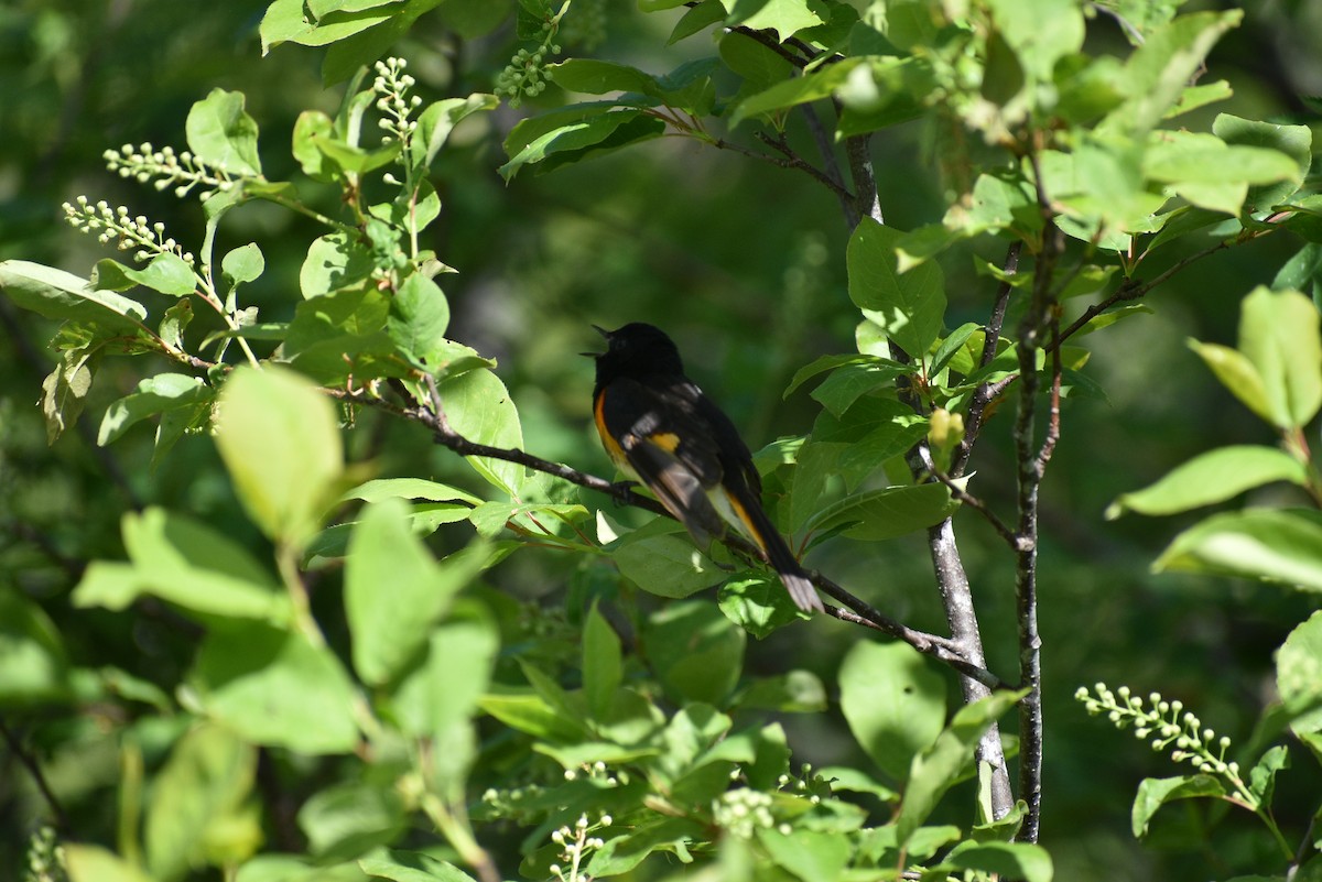 American Redstart - Marlene Deschenes