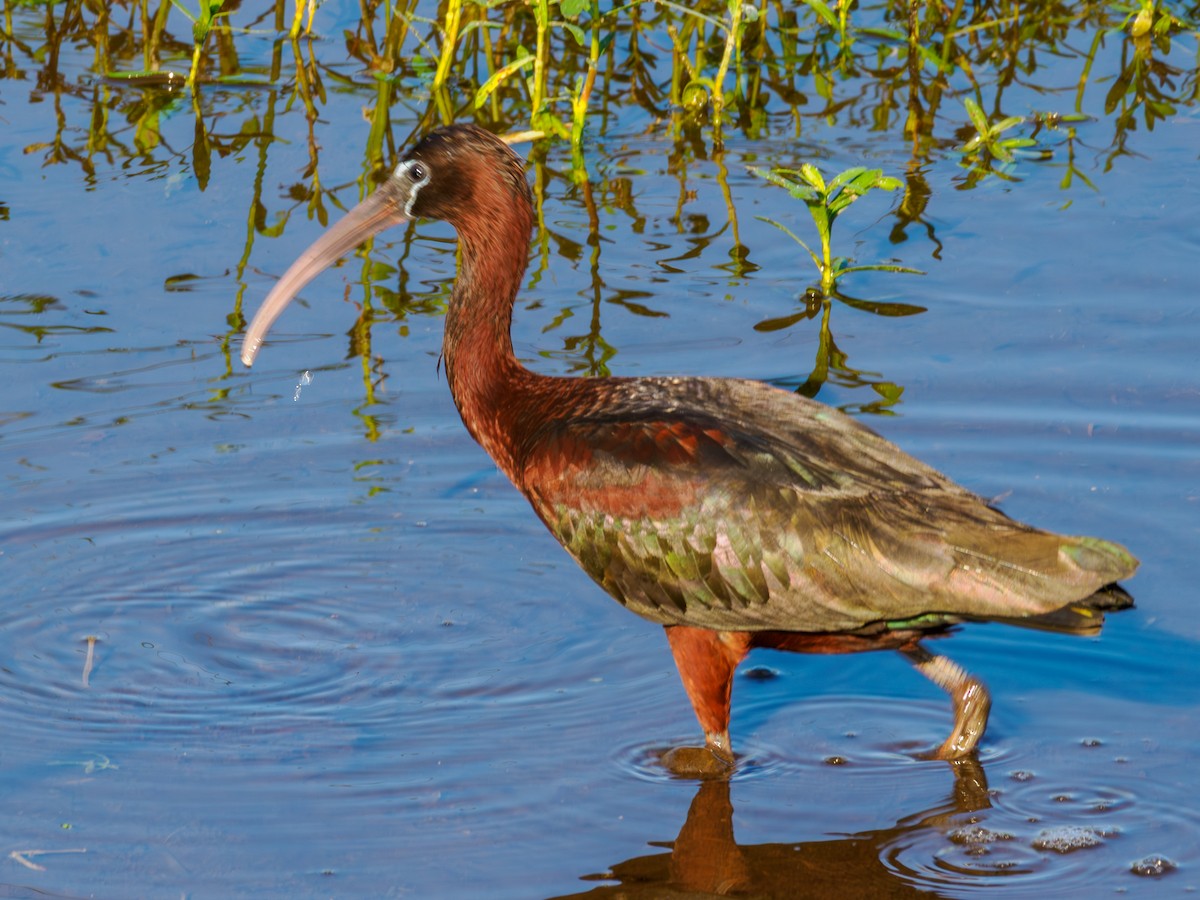 Glossy Ibis - Rick Davis