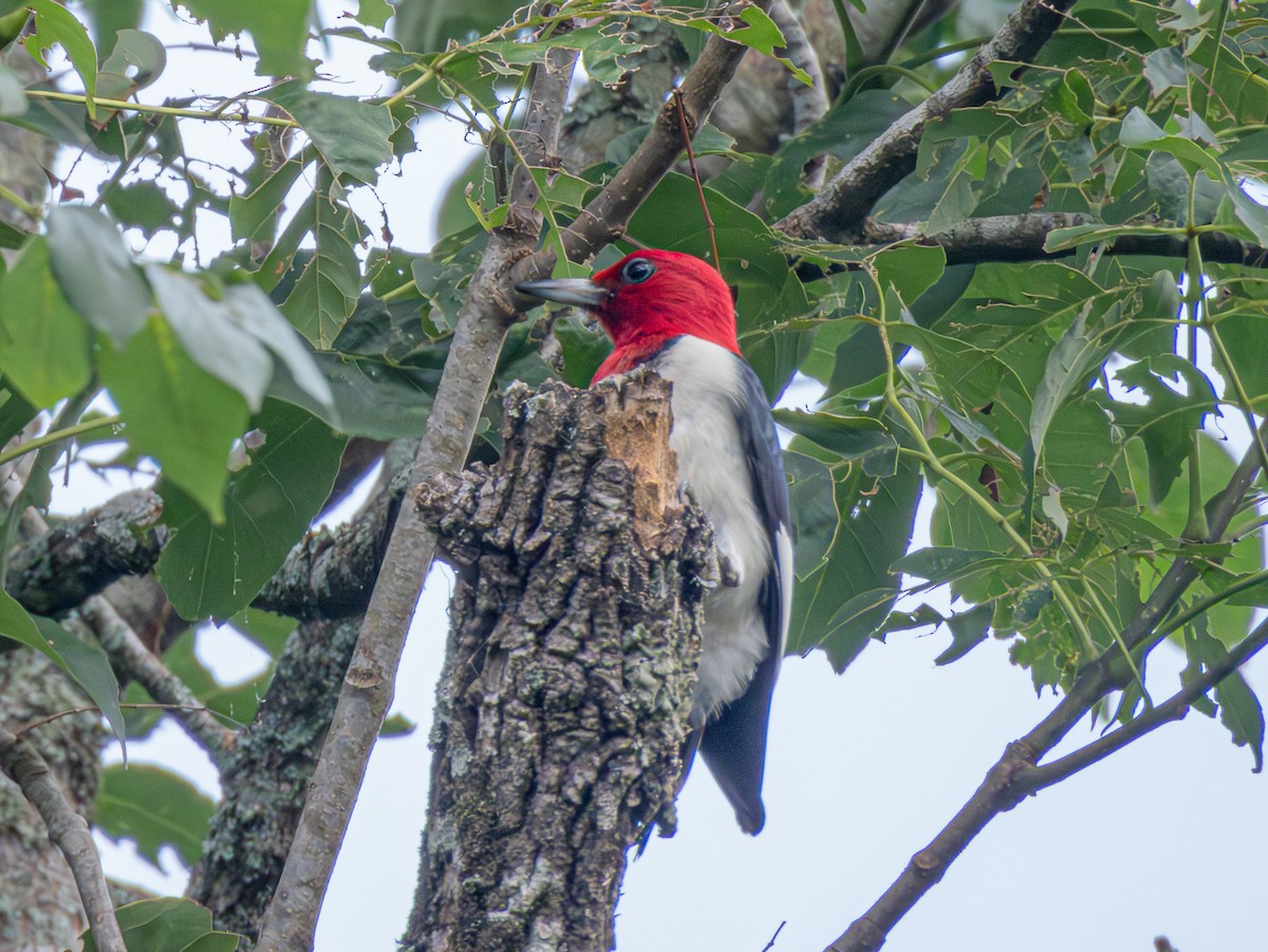 Red-headed Woodpecker - Andrew Hamlett