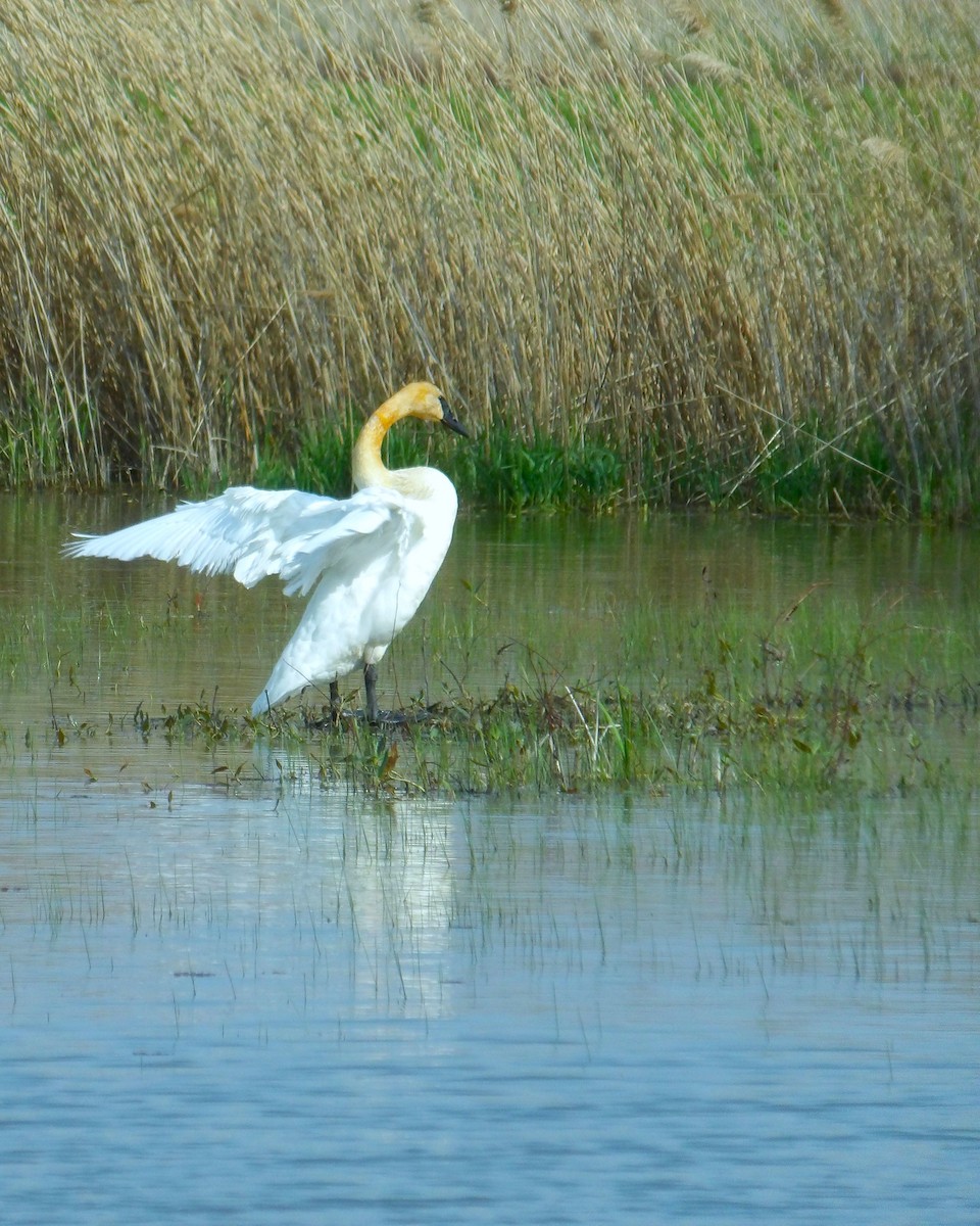 Trumpeter Swan - ML619579647