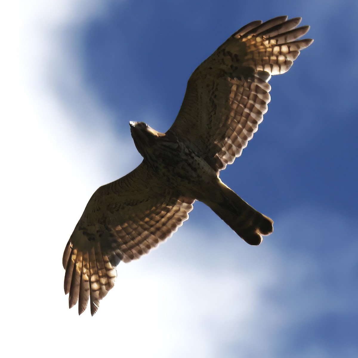 Red-shouldered Hawk (lineatus Group) - Jim Stasz
