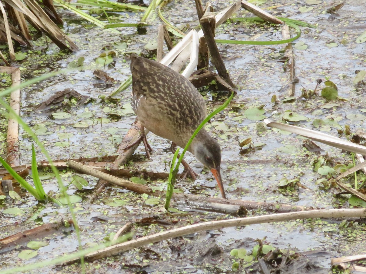 Virginia Rail - Christine Cote